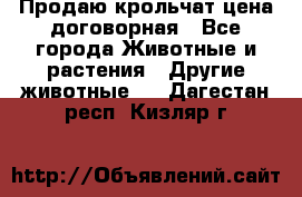 Продаю крольчат цена договорная - Все города Животные и растения » Другие животные   . Дагестан респ.,Кизляр г.